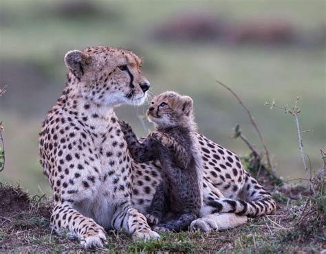 Cheetah Mother And Her Cub Animal Mothers In The Wild Galleries