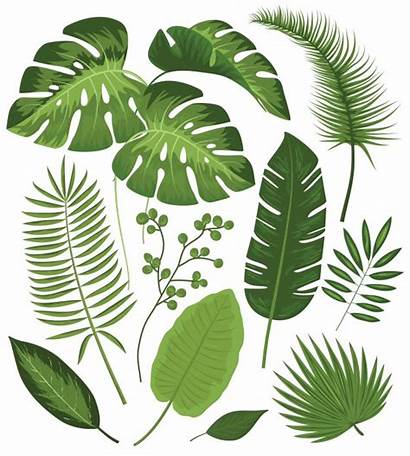 Tropical Plants Vectors Freepik Leaves Vector Psd