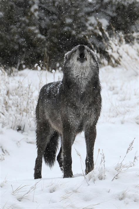 Calling The Pack Photograph By Amy Gerber Fine Art America
