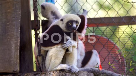 Leaping Lemur Monkey Anxiously Waits In An Animal Sanctuary Stock