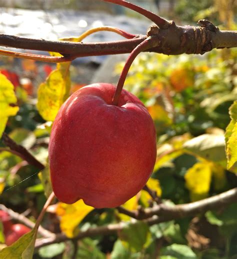Productive naturally small compact tree named in honor of minnesota's admission to the union in 1858. SITKAVORES: APPLES