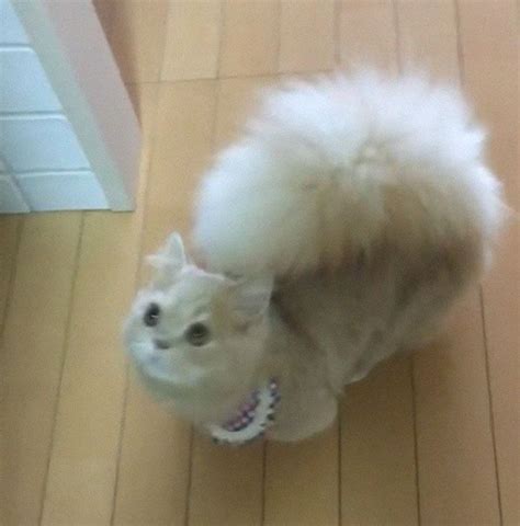 This Cat Has A Majestic Fluffy Tail Just Like A Squirrel Bored Panda