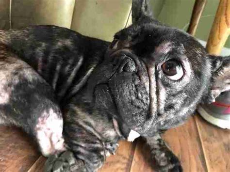 Our goal is to make the best rescue match taking into consideration the rescue bulldogs background and your family's needs. French Bulldog Dumped By Breeder When She Couldn't Have ...