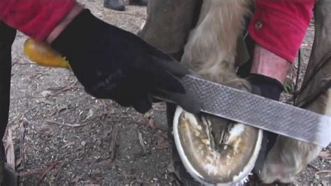 Barefoot Maintenance Trim With Wild Knife Natural Hoof Care Youtube