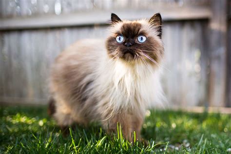 Himalayan Colorpoint Persian Cat Breed Information And Characteristics