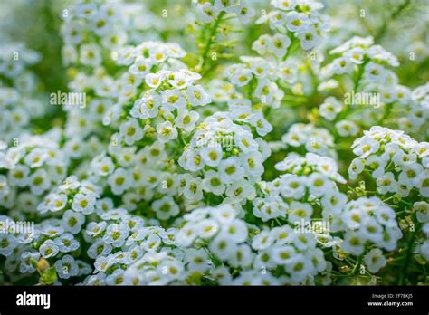 Carpet Of Small White Fragrant Flowers Alyssum Stock Photo Alamy