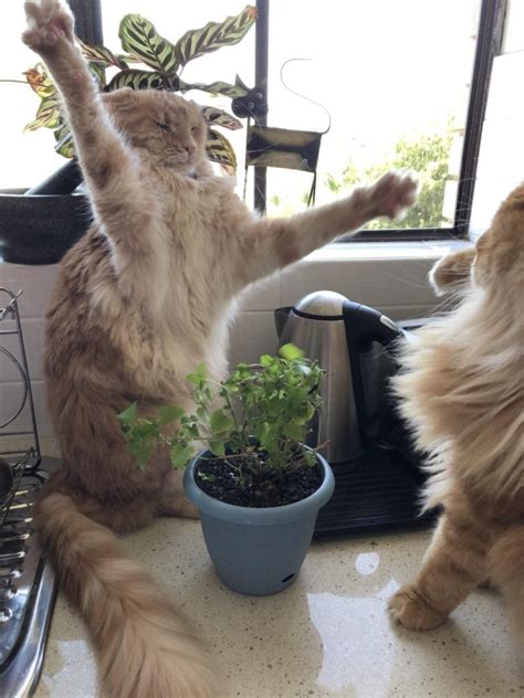 30 Amazing Cats Standing Up