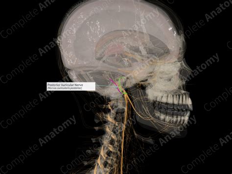 Posterior Auricular Nerve Right Complete Anatomy