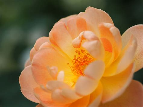 Plant database entry for rose (rosa 'the lark ascending') with 5 images and 36 data details. Rose, The Lark Ascending (Ausursula) , バラ, ザ ラーク アセンディング ...