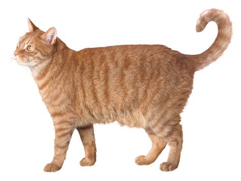 These cats are generally healthy and they can live for 15 and maybe 18 years. Healthiana: Australian Mist cat