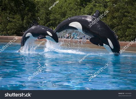 Mother And Baby Orca Whales Breaching Stock Photo 14034583