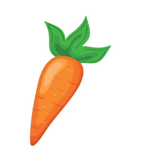 Fresh Carrot Vegetable 11378689 Vector Art At Vecteezy