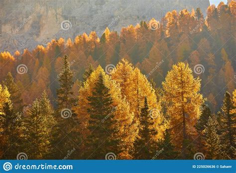 Orange Autumn Larch Trees Forest Stock Photo Image Of Spruce Rolling