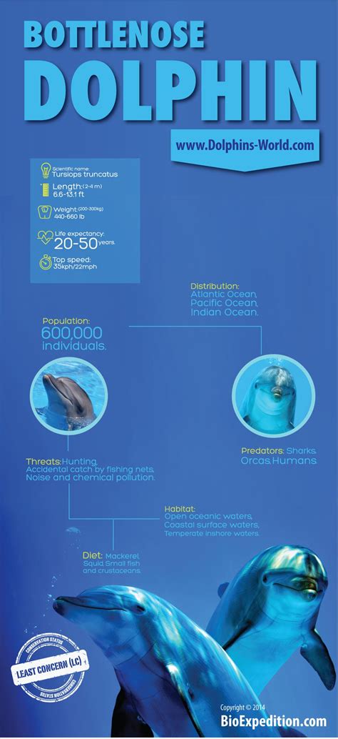 Bottlenose Dolphin Infographic Animal Facts And Information