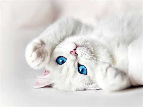 Fluffy White Kittens With Blue Eyes