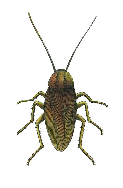 How much does pest control cost? German Cockroach | Northwest Exterminating