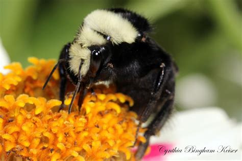 Yellow Faced Bumblebee Project Noah