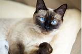 Our family has been breeding traditional siamese cats for nearly thirty years and two generations. Siamese Cats For Sale | Baltimore, MD #289683 | Petzlover