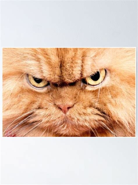 Angry Face Meme Cat Poster For Sale By Auroragalavis Redbubble