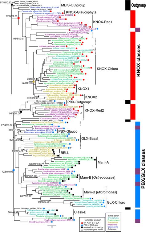 In a simple way a ml domain name serves to identify you. Maximum likelihood (ML) phylogeny of the TALE superclass ...