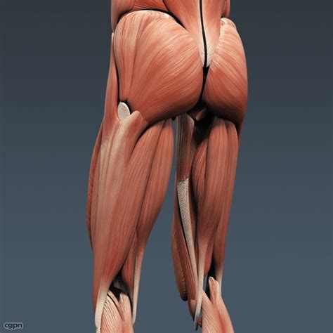 It is widely believed that there are 100 organs; Human Male Anatomy - Body, Muscles, Skeleton and Internal Organs 3d model - CGStudio