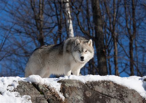 Arctic Wolf In Winter Arctic Wolf Wolf Arctic