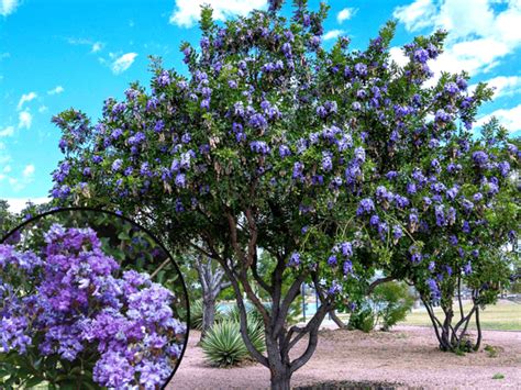 The 5 Best Purple Flowering Trees For Texas