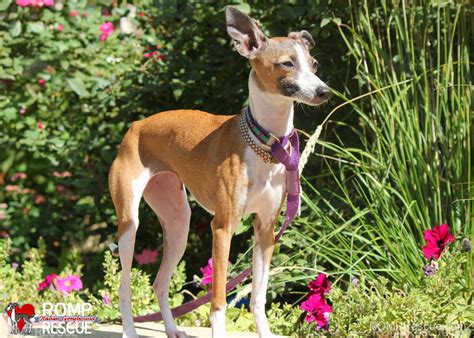 Andy is a rescue greyhound. Wisconsin Italian Greyhound Rescue - Hope - ROMP Italian ...