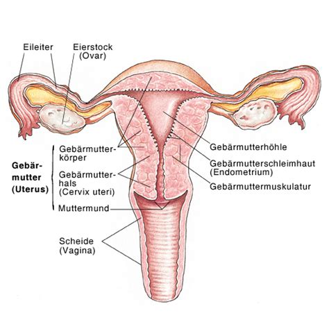 3 geschlechtsorgane der frau (organa genitalia feminina). Weibliche Geschlechtsorgane, Weibliche Sexualorgane, Vulva ...