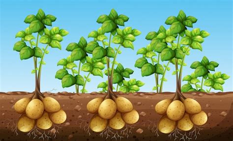 Potatos Growing Under Ground Vector Premium Download