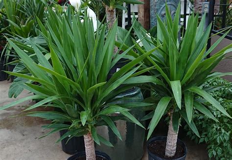 Yucca plant soil should also retain water well. How to grow and care a yucca plant as an indoor plant ...