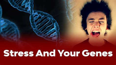 Stress And Your Genes Youtube