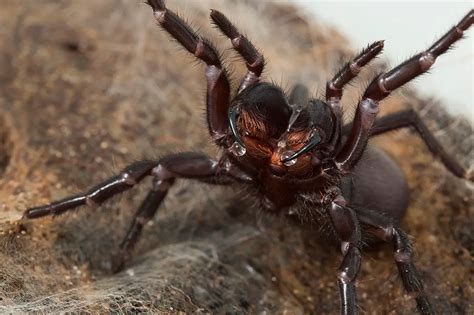 Top 5 Deadliest Spiders In The World And Spider Habitat Spiders