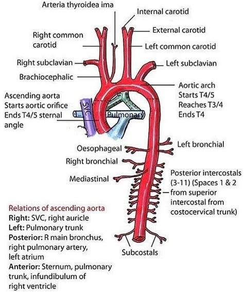Anatomy Of Thoracic Aorta