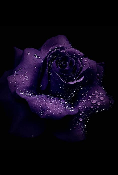 Pin By صورة و كلمة On لوني المفضل Purple Things Purple Roses