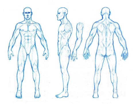 Male Anatomy Orthographics By Dathron On Deviantart