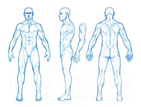 Male Anatomy Orthographics By Dathron On DeviantArt