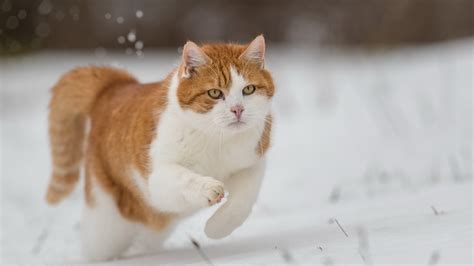 Обои кот бежит по снегу зима на рабочий стол