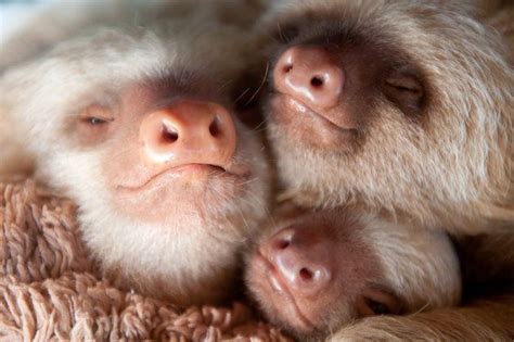 These Orphaned Baby Sloths Will Give You All The Warm Fuzzies Cute