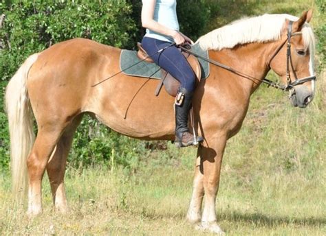 Selected by our experts, approved by our riders. Belgian Sport Horse | petmapz by Dr. Katz, Your ...