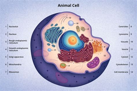 Diagrama De Una Celula Animal