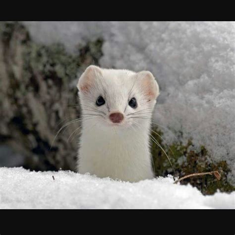 Awesome Weasels Man