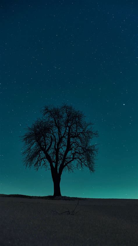 Hd Wallpaper Night Starry Sky Tree Field