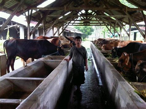 ternak sapi potong: kandang sapi tradisional
