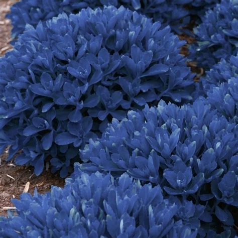 Immerse yourself in farming life with a stay in one of our working farms in dorset. Cottage Farms Direct - Perennials - 'Blue Pearl ...