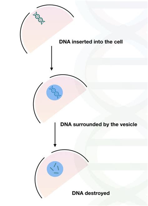What Is Naked DNA Definition Applications Advantages And Disadvantages