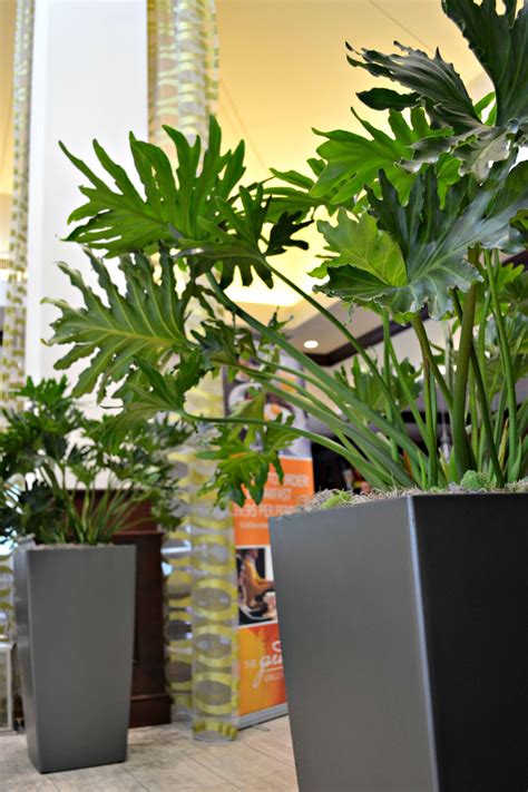 Tropicals In Hotel Lobby Interior Plants Lobby Ideas Lobby Design
