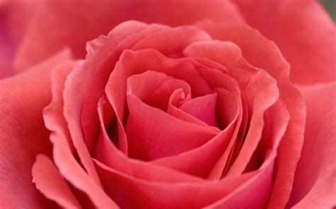 White roses can be challenging to photograph because they lack the bright color of other roses. Best Profile Pictures: Beautiful Rose Flower Pictures