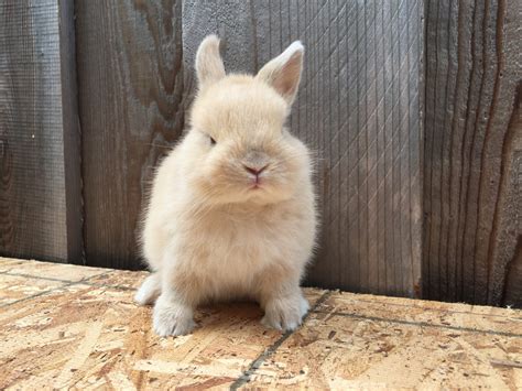 Netherland Dwarf Rabbit Rabbits For Sale Hayward Ca 214015