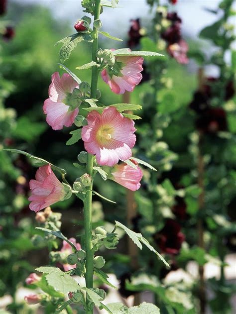 Maybe you would like to learn more about one of these? Estelle's: The Garden...Create What You Love